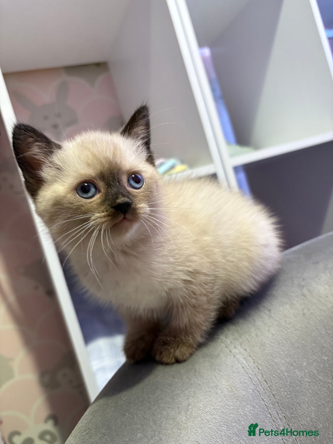 British Shorthair cats for sale: Luna’s Litter 🩶 - Image 16