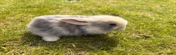 Mini Lop rabbits for sale: Adorable mini lops 💖🩵 - Advert 6