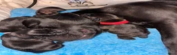 Staffordshire Bull Terrier dogs for sale: KC Registered Staffordshire Bull Terrier Pup - Advert 26