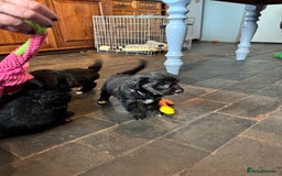 Bordoodle dogs for sale: Quality Miniature Bordoodles  - Image 22