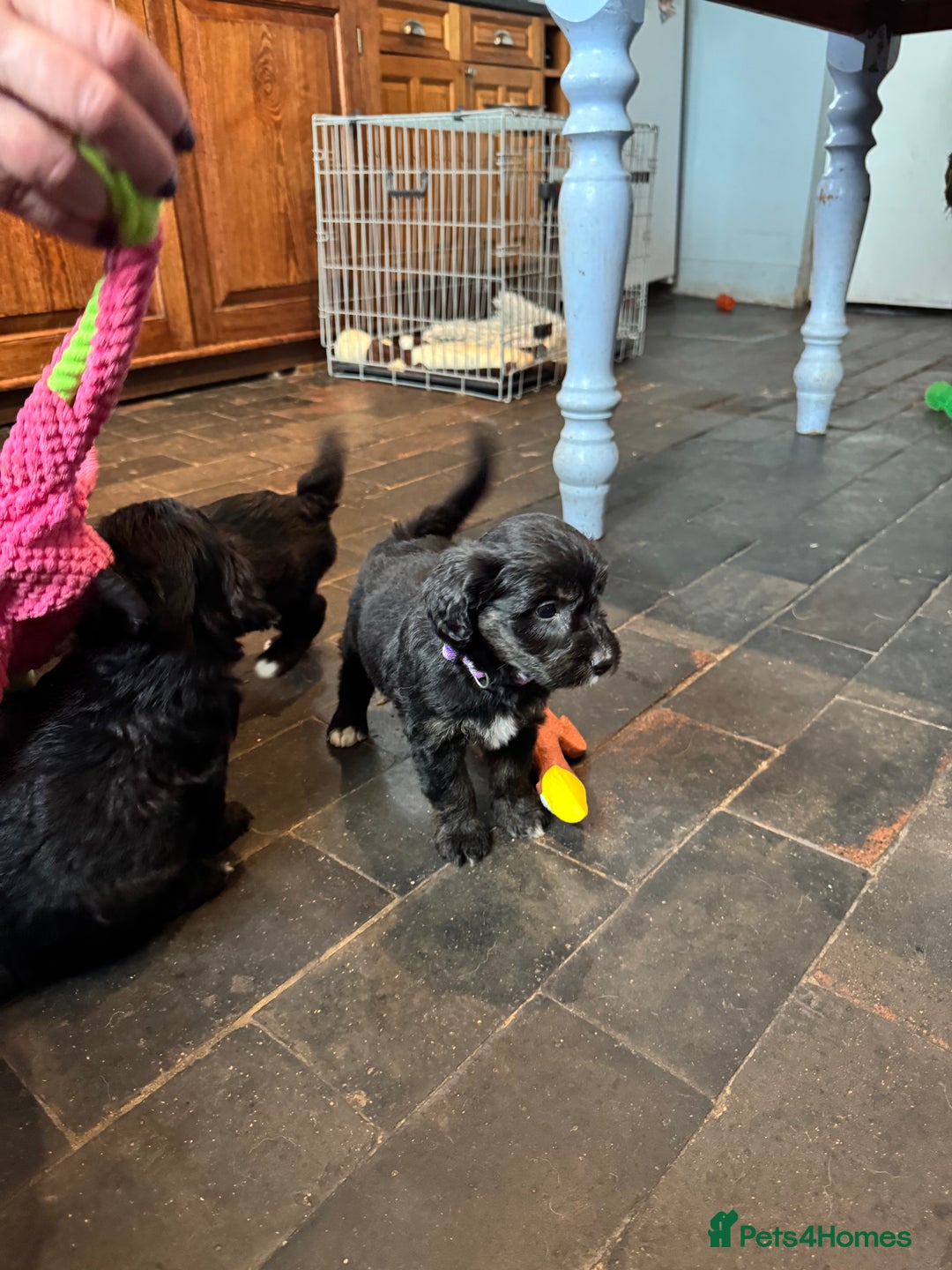 Bordoodle dogs for sale: Quality Miniature Bordoodles  - Image 22