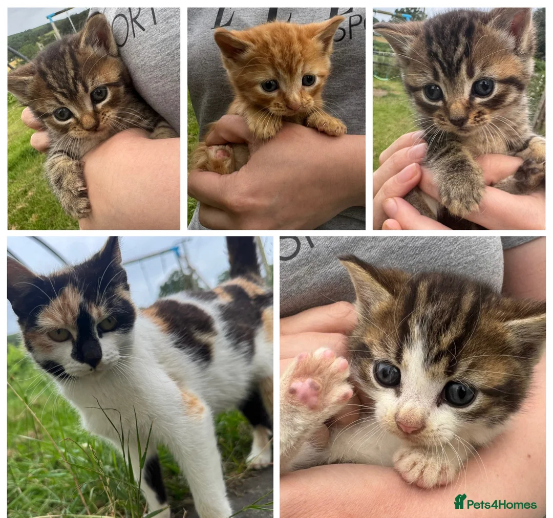 Mixed Breed cats for sale: Kitten ready for rehoming  in Crickhowell - Advert 4
