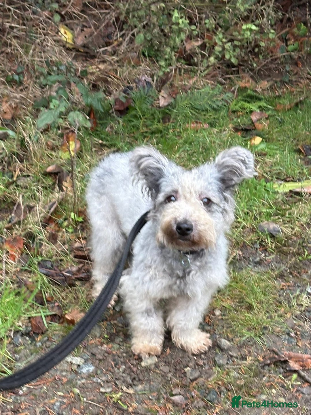 Mixed Breed dogs for adoption: Scruffy- Hingham Norfolk  - Advert 6