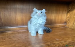 Siberian cats for sale: TICA Hypoallergenic Siberian Kittens family raised - Image 8