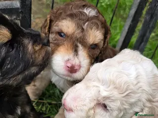 Cockapoo dogs Beautiful Cockapoo Puppies – Ready to Reserve 🐶❤️ - Advert 14