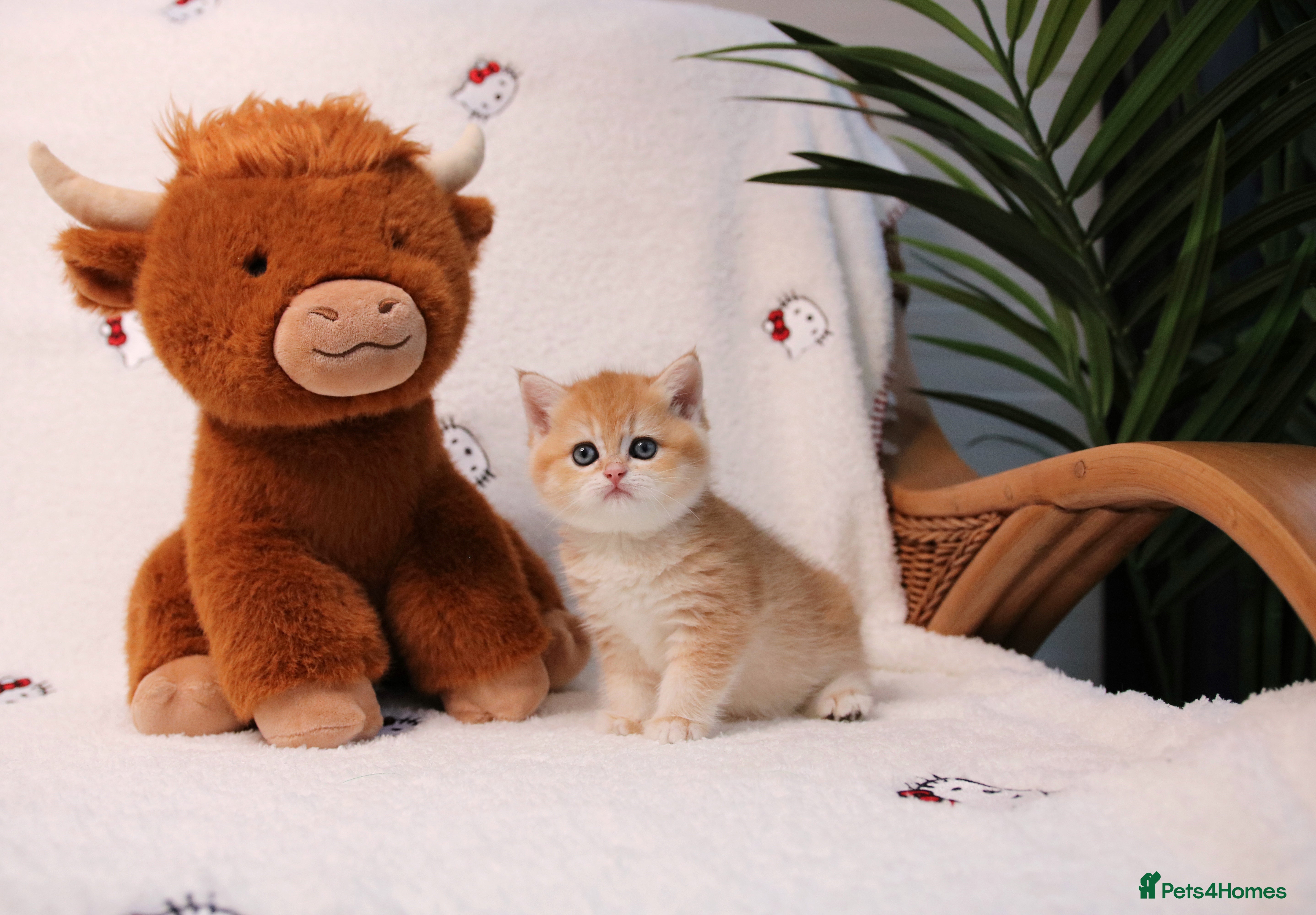 British Shorthair cats ❤️ British shorthair only last 2 kittens left  - Advert 13