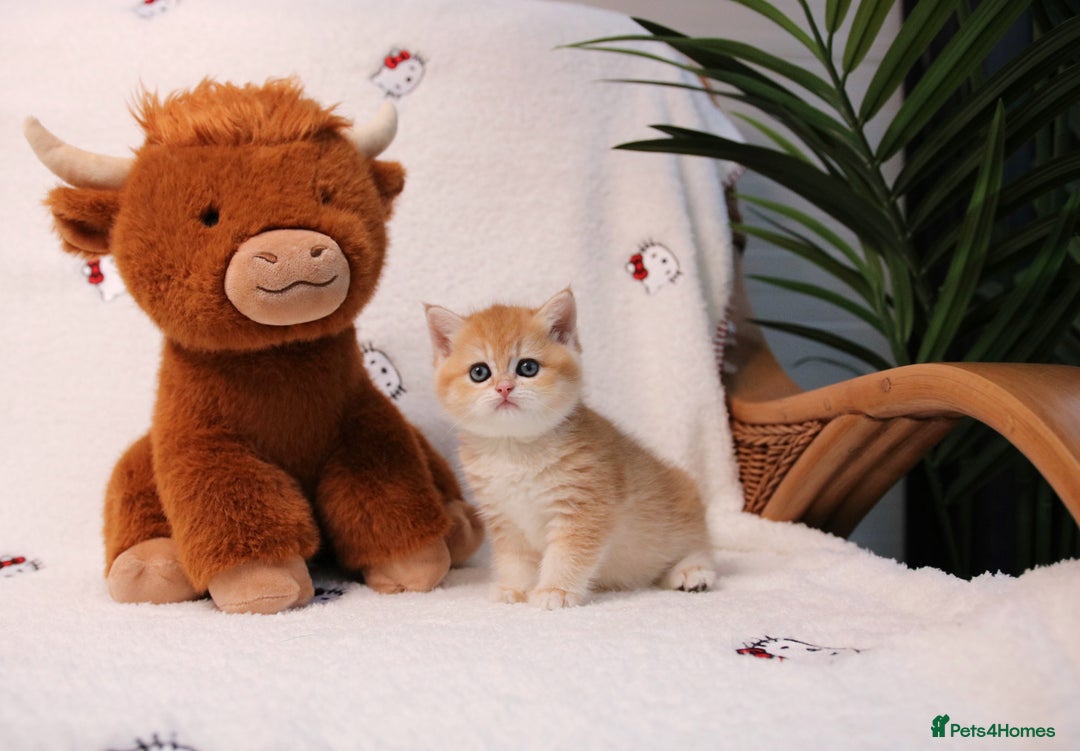 British Shorthair cats for sale: ❤️ British shorthair kittens  - Advert 10