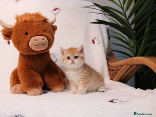 British Shorthair cats ❤️ British shorthair only last 2 kittens left - Advert 12