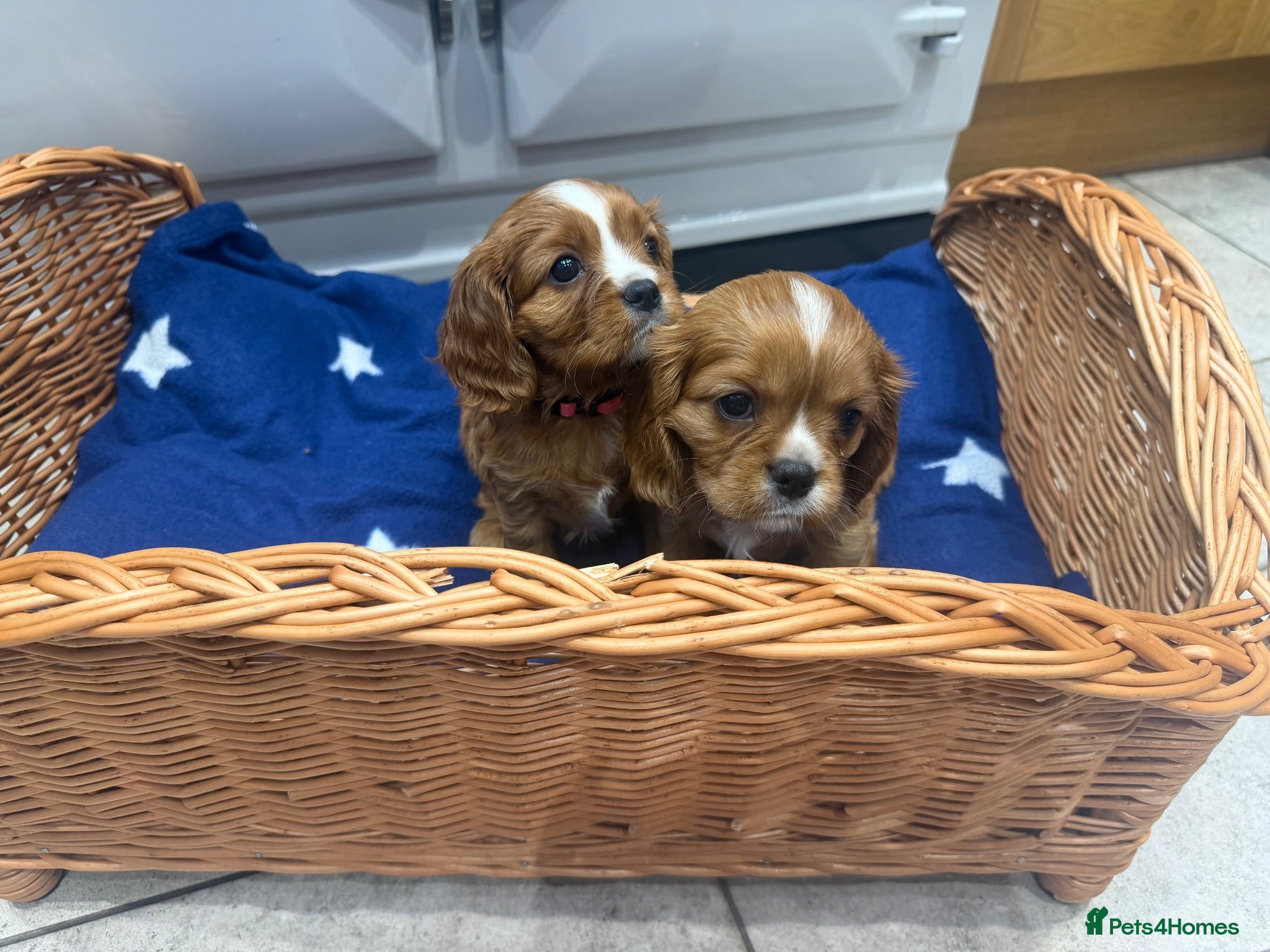 Cavalier King Charles Spaniel dogs King Charles cavalier puppies  - Advert 2