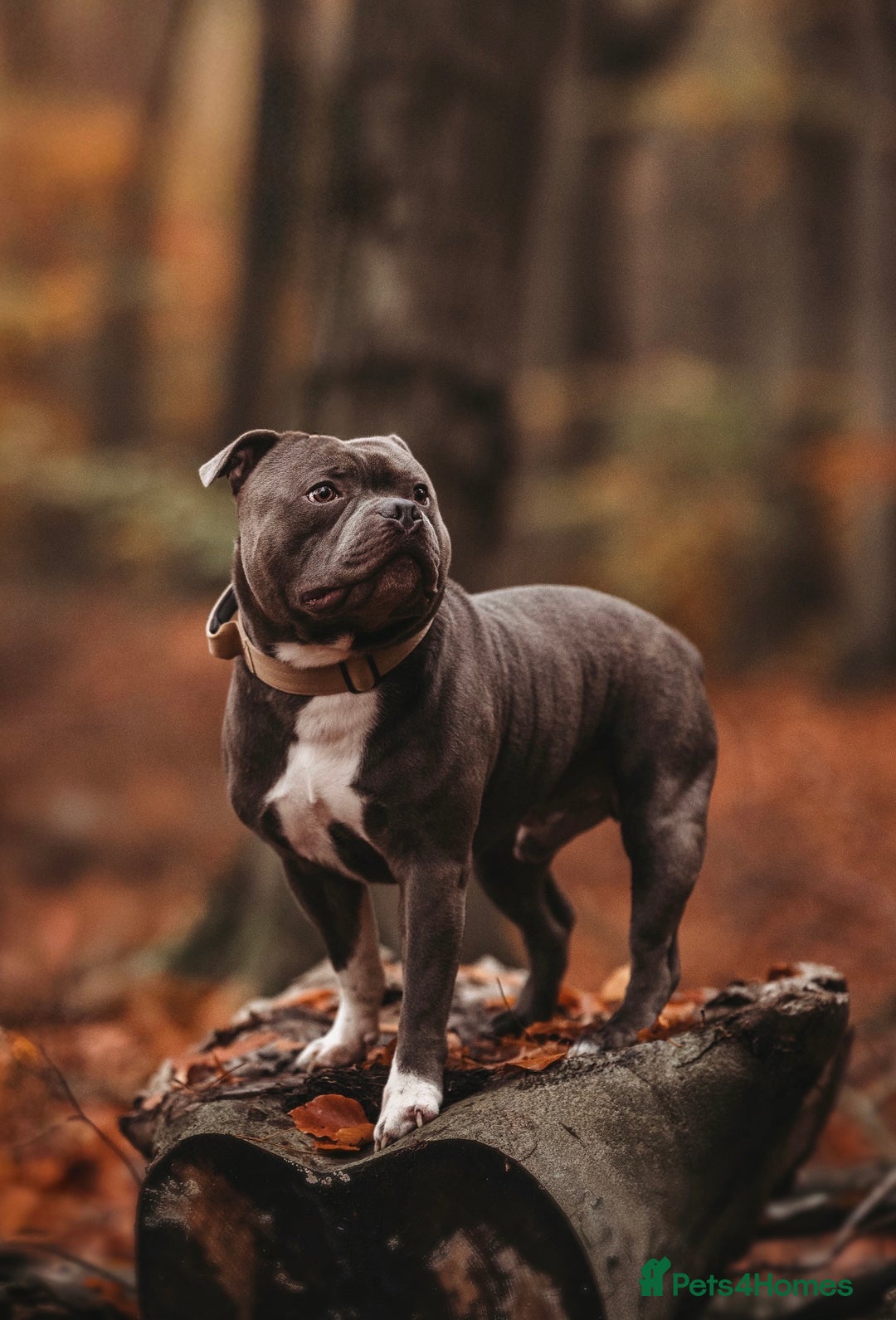 Staffordshire Bull Terrier dogs for stud: BEST UK BRED BLUE STUD  - Image 4