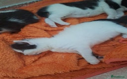 Domestic Shorthair cats for sale: Male kittens for sale  - Image 13