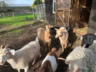 Goats livestock for sale - Advert 2