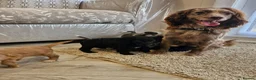 Cocker Spaniel dogs for sale: Cocker spaniel pups - Advert 8