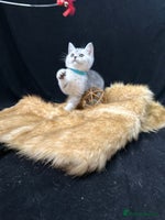 British Shorthair cats - Advert 12