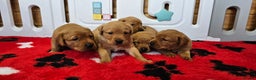 Labrador Retriever dogs for sale: 6 STUNNING KC REG FOX RED LABRADORS  - Advert 2