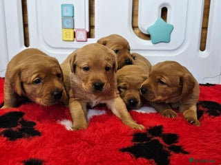 Labrador Retriever dogs 6 STUNNING KC REG FOX RED LABRADORS - Advert 15