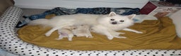 German Spitz dogs for sale: Unique Spitz puppies available in January  - Advert 1