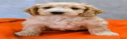 Cockapoo dogs for sale: Licensed breeder, health tested F1 cockapoos - Advert 31