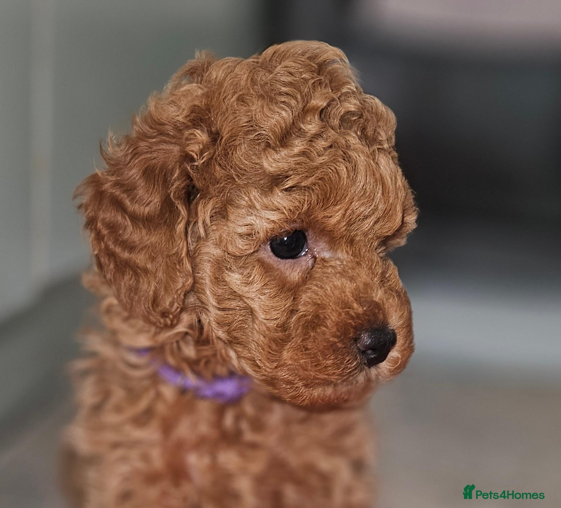 Toy Poodle dogs Licensed breeder kc reg Girl available  - Advert 1