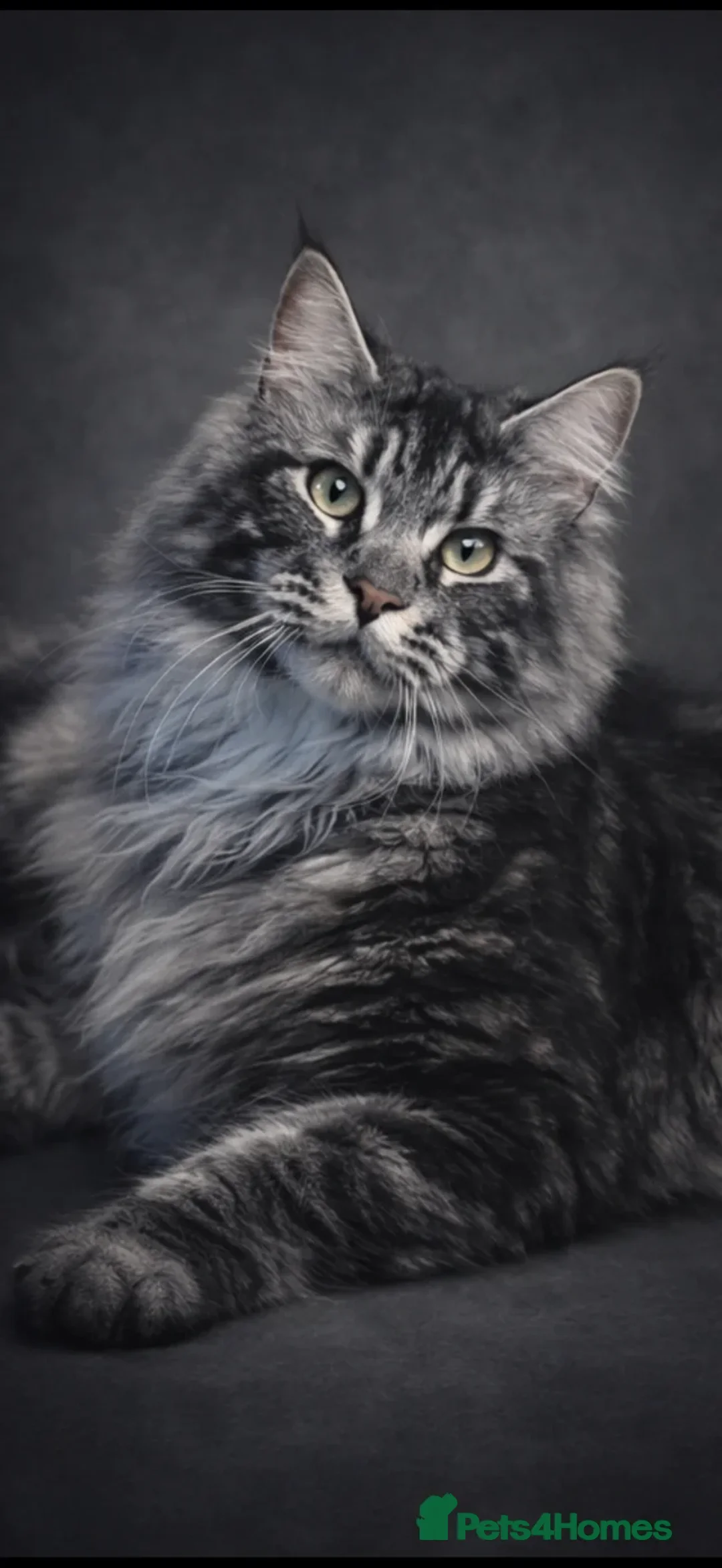 Maine Coon cats for sale: TICA Registered Maine Coon Kittens - Advert 11