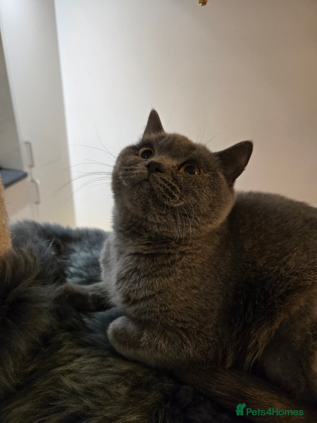 British Shorthair cats for sale: Blue British shorthair 9 months old £400 - Advert 6