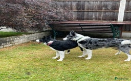 Border Collie dogs for sale: Border Collie Pups Merle, Tri-colour & Blk/wht - Image 9