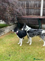 Border Collie dogs - Advert 8