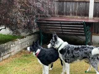 Border Collie dogs - Advert 1