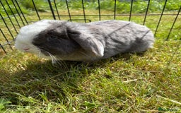 Mini Lop rabbits for sale: Adorable mini lops for sale - Image 7