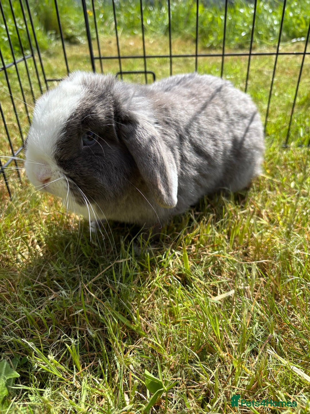 Mini Lop rabbits for sale: Adorable mini lops for sale - Image 7