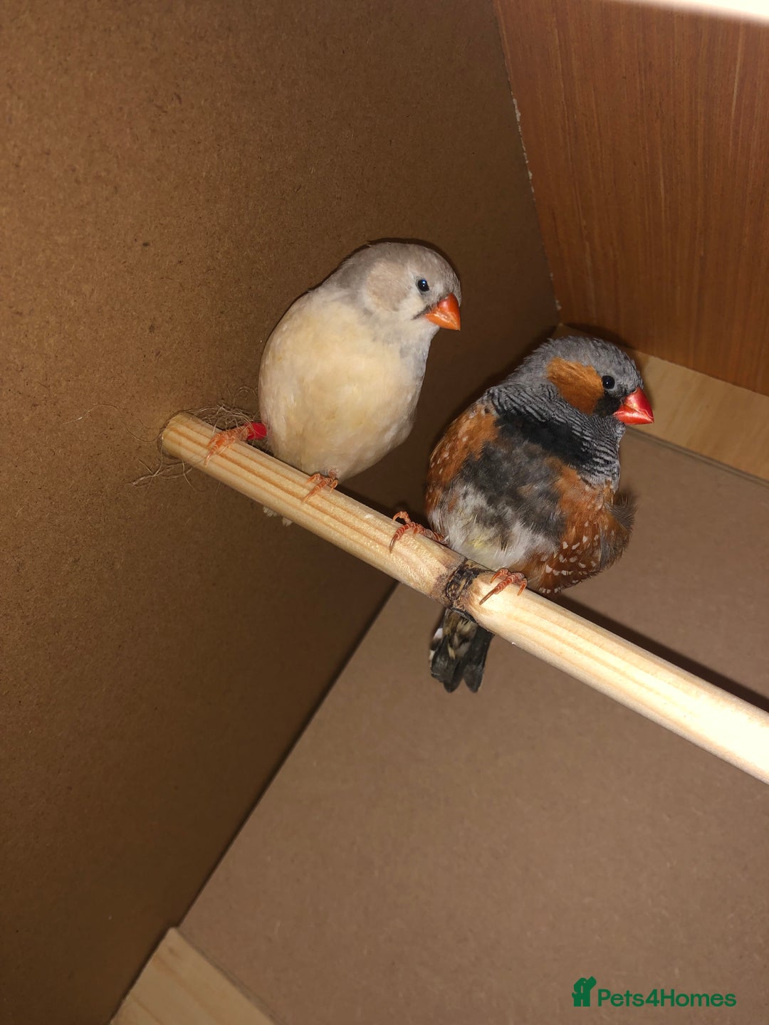 Finches birds for sale: 2 baby zebra finches - Advert 6