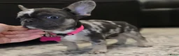 French Bulldog dogs for sale: Blue Merle Fluffy French Bulldog Puppies Ready Now in Bristol - Advert 7