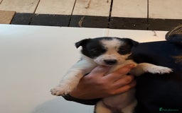 Border Collie dogs for sale: Border collie puppies  - Image 13