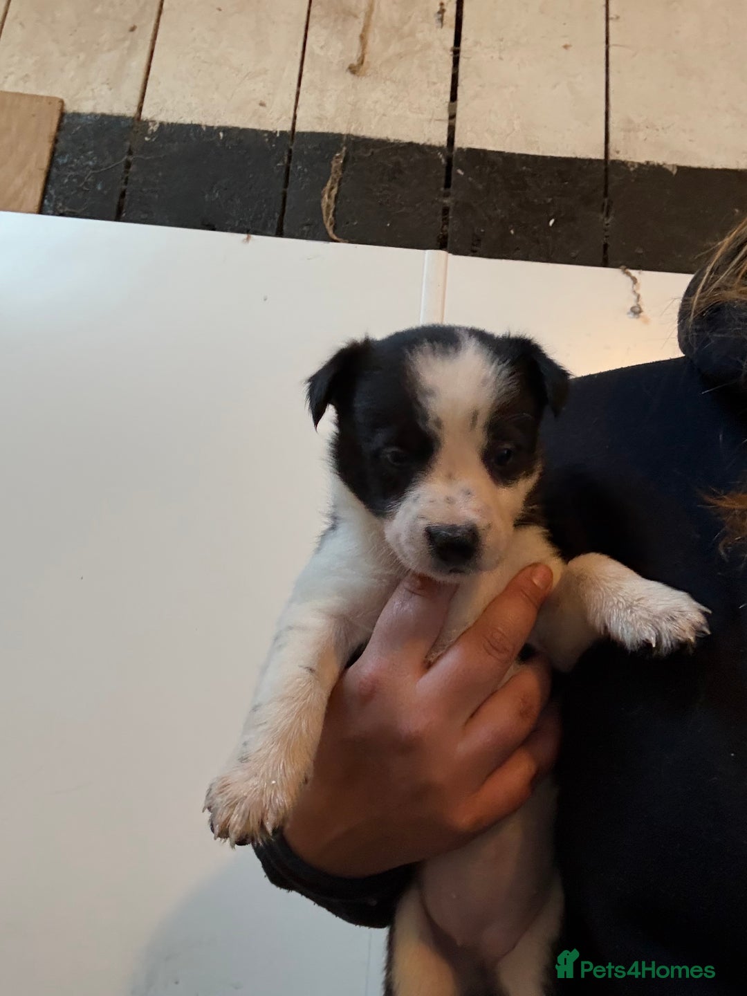Border Collie dogs for sale: Border collie puppies  - Image 13