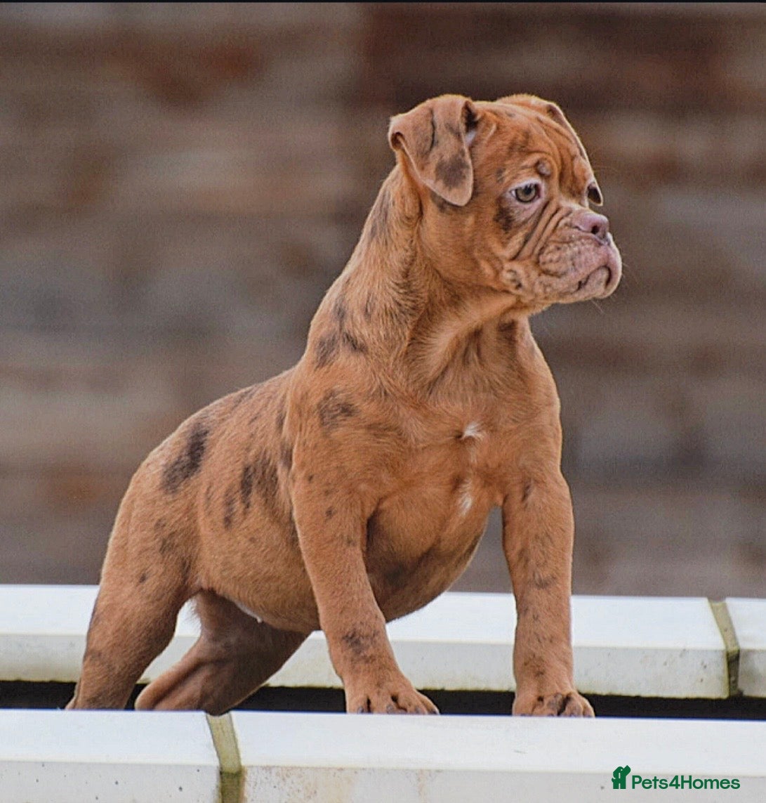 Olde English Bulldogge dogs 23 years Professionals 5⭐️Rated Licensed.  - Advert 11