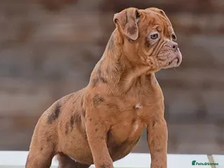 Olde English Bulldogge dogs 23 years Professionals 5⭐️Rated Licensed. - Advert 11