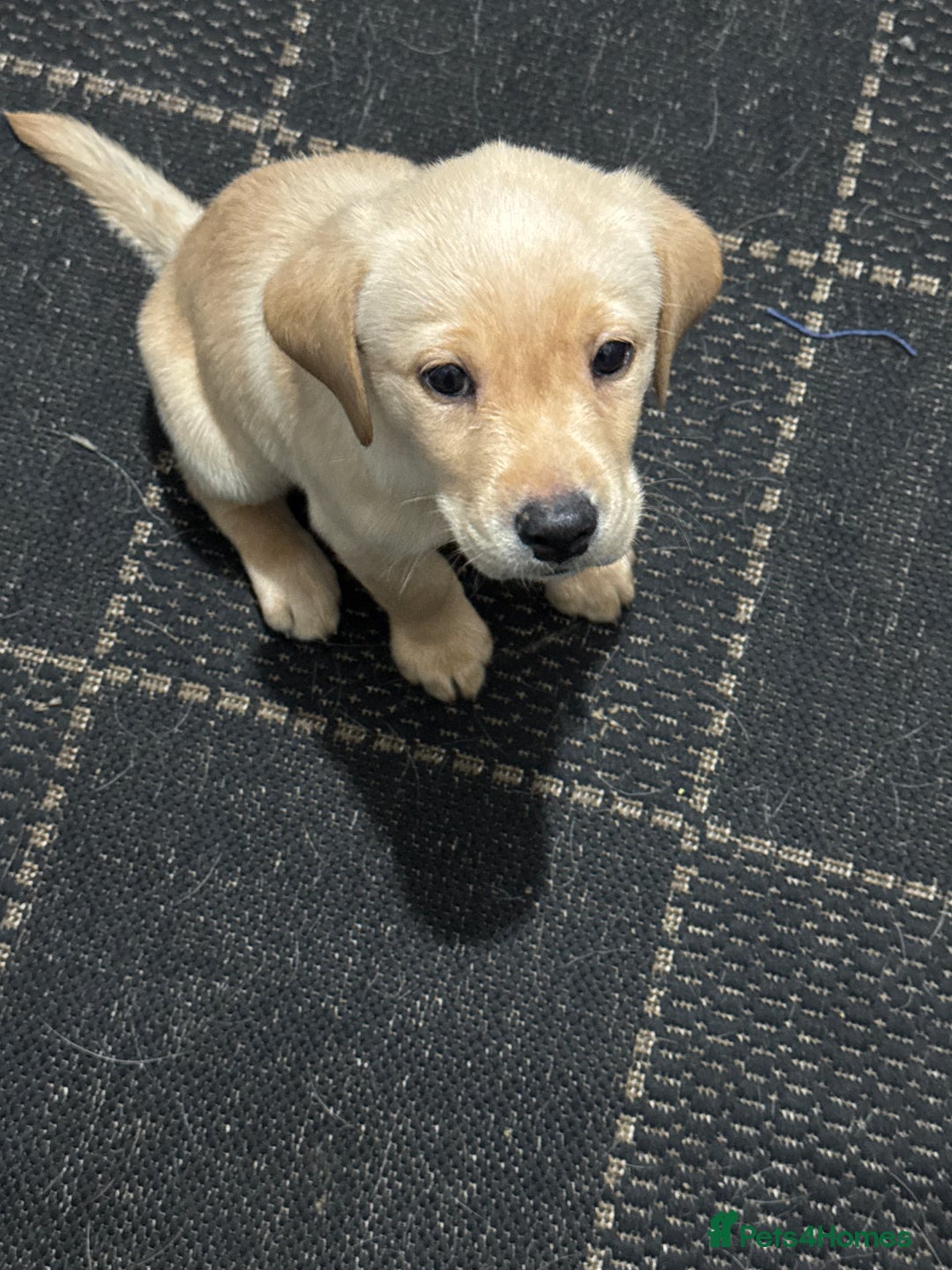 Labrador Retriever dogs for sale: 9 week old Labrador Puppies, - Advert 11