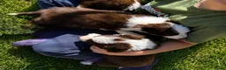 Border Collie dogs for sale: Gorgeous KC reg red and white border collies - Advert 8