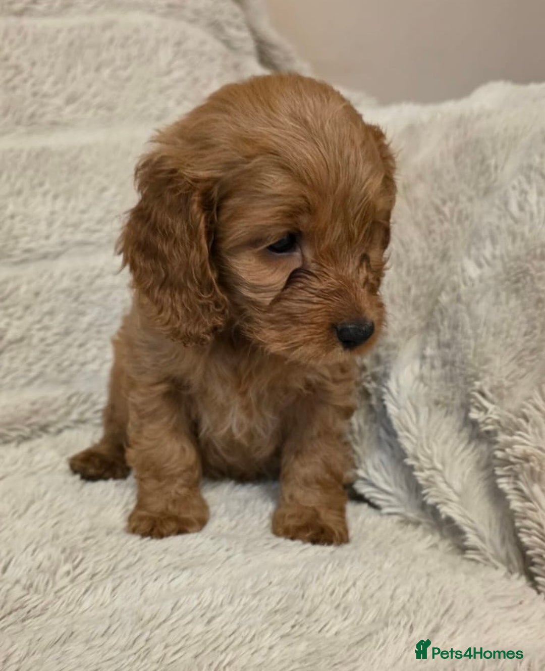 Cockapoo dogs for sale: Beautiful f1 cockapoo puppies 4 boys and 4 girls - Advert 4
