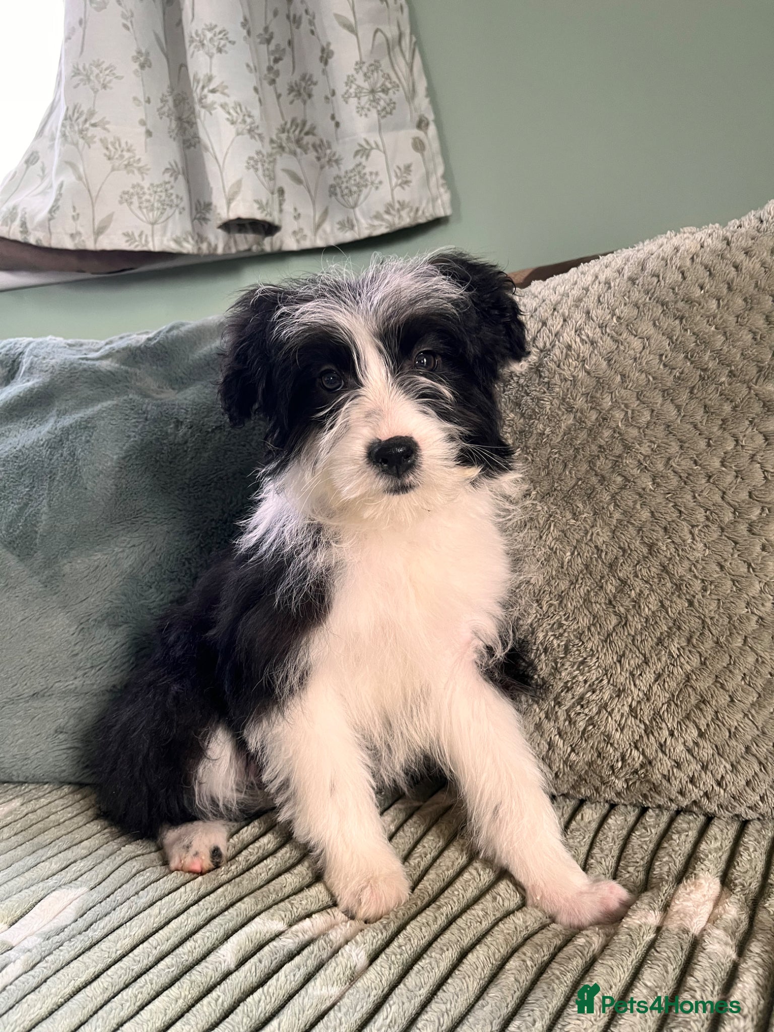 Bordoodle dogs Stunning litter bordpoos/colliepoos/colliedoodle - Advert 9