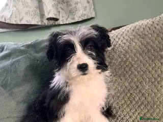 Bordoodle dogs Stunning litter bordpoos/colliepoos/colliedoodle - Advert 9