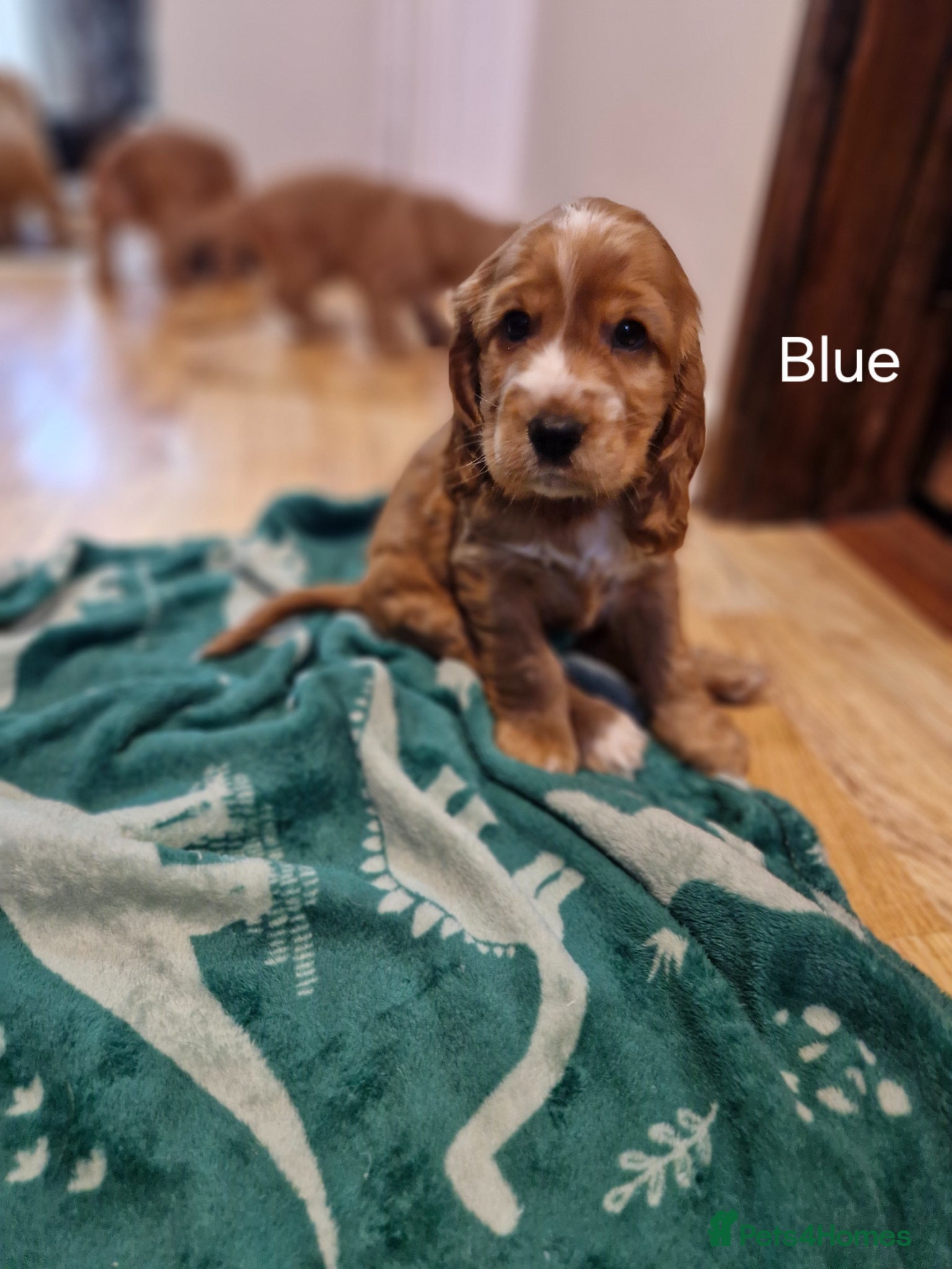 Cocker Spaniel dogs Show Type Cocker Spaniels Puppies - Advert 18