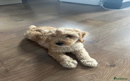 Cockapoo dogs for sale: 12 weeks puppy for sale  - Image 3