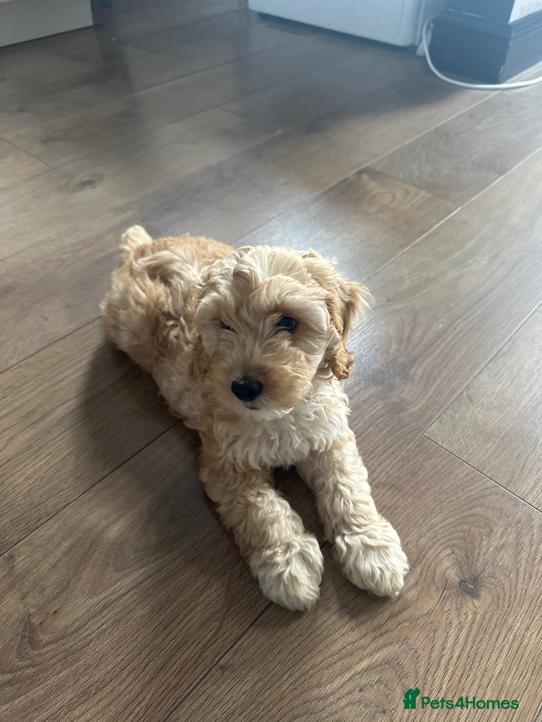 Cockapoo dogs for sale: 12 weeks puppy for sale  - Image 3