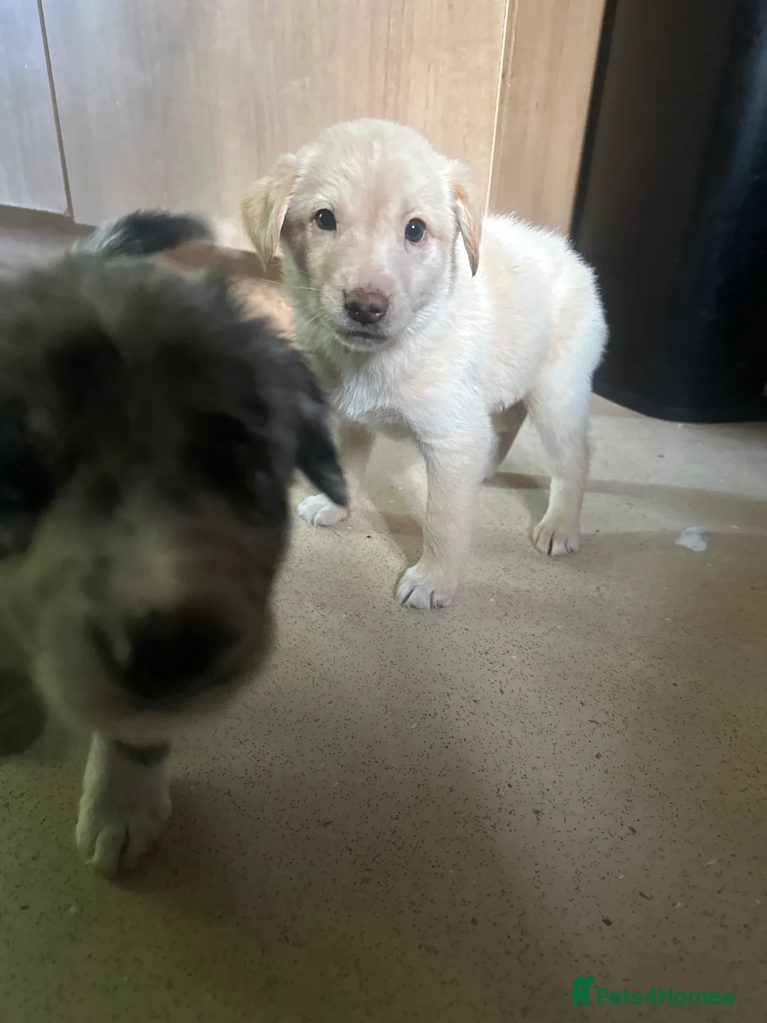 Mixed Breed dogs for sale: Collie x Lab Puppies - Advert 19