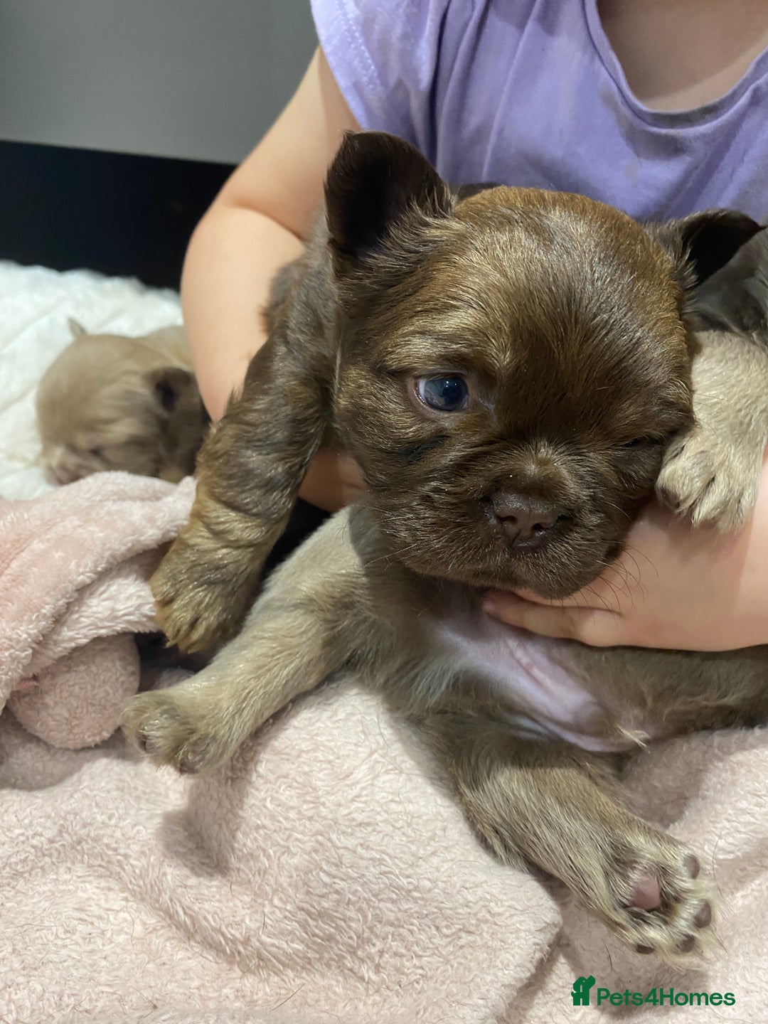 French Bulldog dogs for sale: Amazing Fluffy French bulldogs  - Advert 11