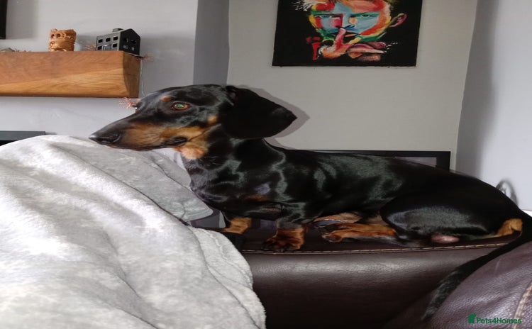 Dachshund dogs - Advert 7