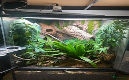Gecko reptiles for sale: Crested Gecko and Full Bioactive Setup - Image 2