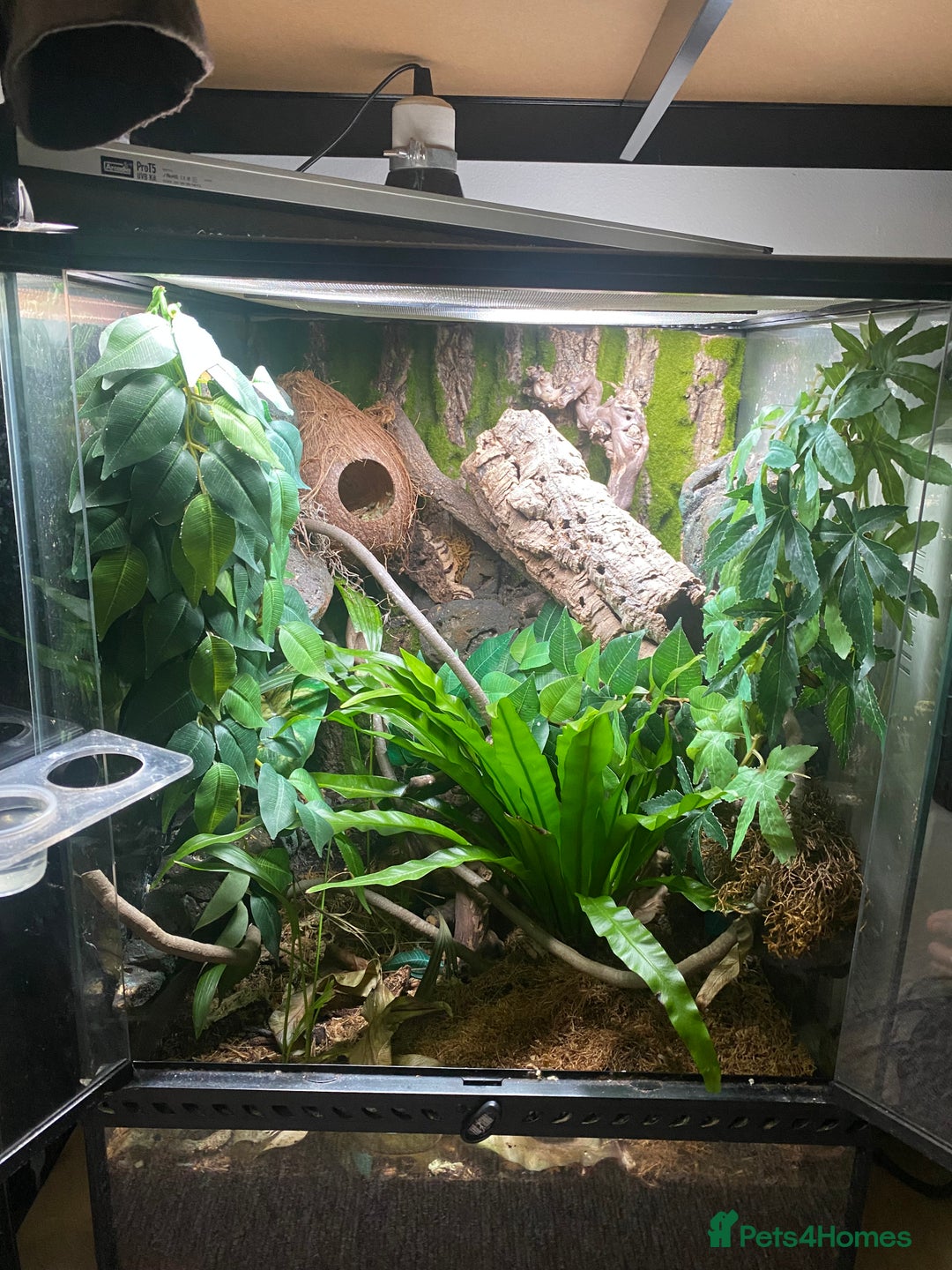 Gecko reptiles for sale: Crested Gecko and Full Bioactive Setup - Image 2