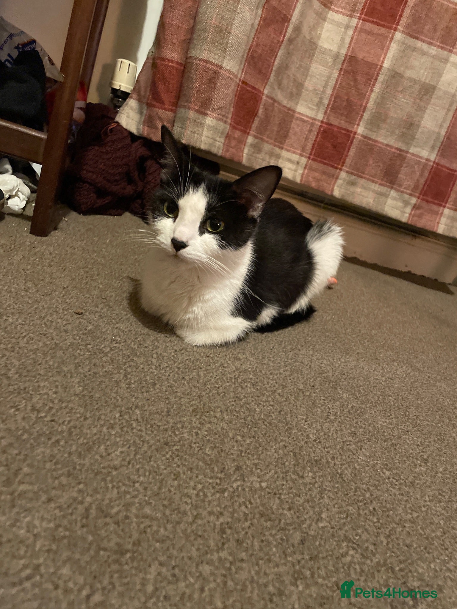Mixed Breed cats Black and white kittens  - Advert 2